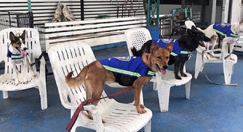 Photo of آوارہ کتوں سے چوکیداری اور جاسوسی کرانے کے انوکھے خیال پہ عملدرآمد شروع