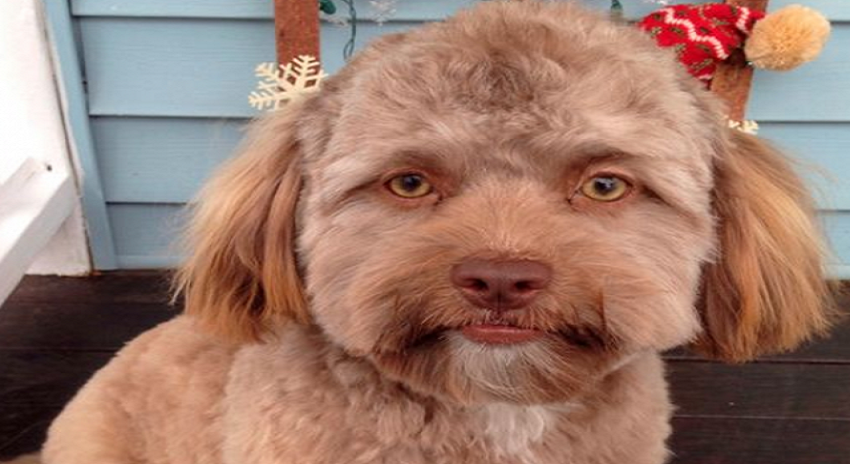 Photo of انسانی شکل والے کتے کی سوشل میڈیا پہ دھوم