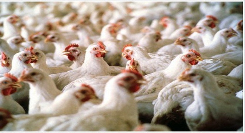 Photo of مردہ مرغیوں سے پولٹری فیڈ کی تیاری پر پابندی