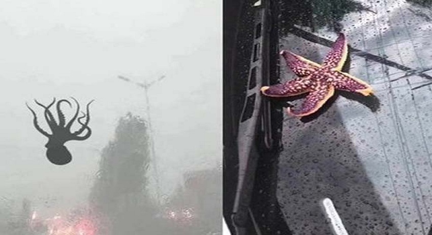 Photo of چین میں آسمان سے کیکڑوں، اسٹار فش اور جھینگوں کی بارش