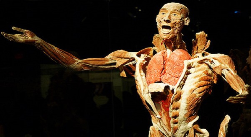 Photo of اصل انسانی لاشوں کی انوکھی نمائش، چور 13 لاکھ کے دو انگوٹھے لے اڑے