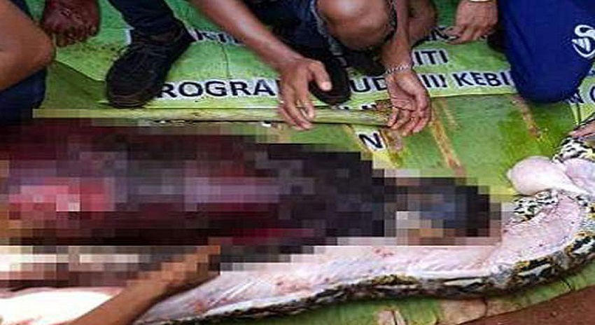 Photo of انڈونیشیا میں 27 فٹ طویل اژدھا خاتون کو زندہ نگل گیا
