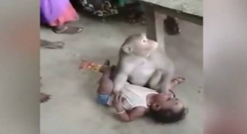 Photo of بھارت میں ایک بندر کی گھر میں گھس کر بچہ ’’چرانے‘‘کی کوشش،ویڈیو وائرل ہوگئی