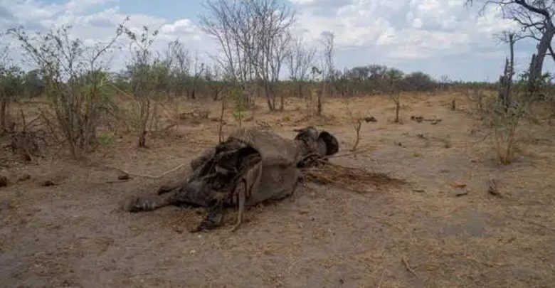 زمبابوے میں تباہ کن خشک سالی، سیکڑوں ہاتھی بھی ہلاک