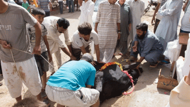 Photo of گلی محلوں میں جانور ذبح کرنے پر پابندی عائد
