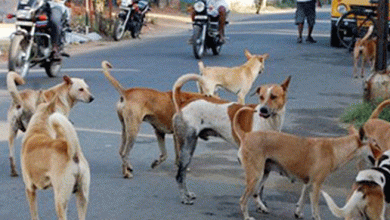 Photo of آوارہ کتوں نے شہری کا روزگار چھین لیا