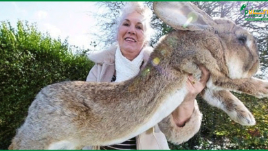 Photo of انگلینڈ میں گھر سے چوری ہونے والا ’دنیا کا سب سے بڑا خرگوش‘