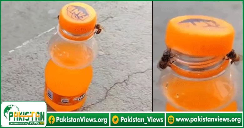 شہد کی مکھیوں نے بوتل کا ڈھکن کھول لیا، کارنامے کی ویڈیو وائرل