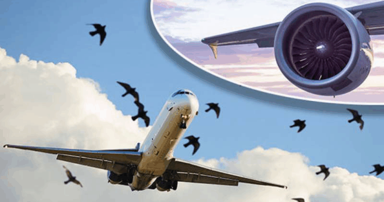 طیاروں سے پرندے ٹکرانے پرقومی ائیر لائن نے رپورٹ جاری کر دی