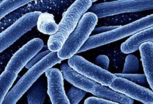 Photo of بیکٹیریا تیزی سے اپنی صورت بدل کرمزید سخت جان اور خطرناک ہوتے جارہے ہیں