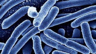 Photo of بیکٹیریا تیزی سے اپنی صورت بدل کرمزید سخت جان اور خطرناک ہوتے جارہے ہیں
