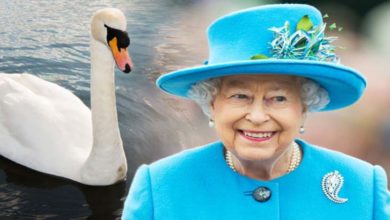 Photo of ملکہ برطانیہ کے ہنس کیوں مار دیے گئے؟ وجہ سامنے آگئی