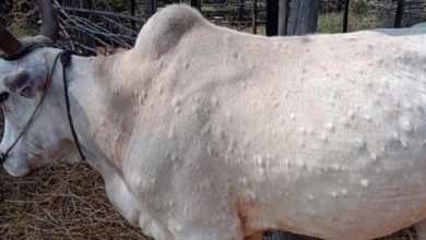 Photo of خبردار :  گائے کا گوشت اور دودھ استعمال نہ کریں