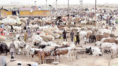 Photo of مویشی منڈی کے راستوں کی کڑی نگرانی کی جا رہی ہے ، شہری بلا خوف آئیں: کراچی پولیس چیف