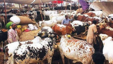 Photo of مویشی منڈیوں میں خریدار اور بیوپار دونوں مہنگائی سے پریشان