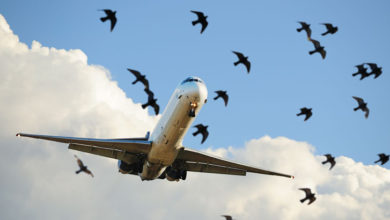 Photo of سی اے اے کا ائرپورٹس پر طیاروں کو  پرندوں سے بچانے کے لیے خودکار نظام نصب کرنے کا فیصلہ