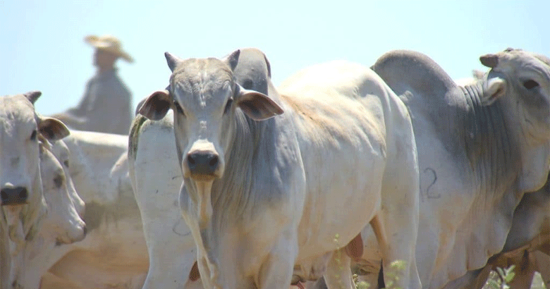 گرین پاکستان انیشیٹیو کے تحت برازیل سے اعلیٰ نسل کے مویشیوں کی درآمد