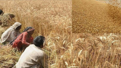 Photo of گندم کی امدادی قیمت کم مقرر کرنے پر پنجاب کے کسانوں کا احتجاج کا اعلان
