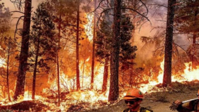 Photo of مارگلہ کے جنگلات میں لگنے والی آگ سے ہزاروں درخت راکھ ہو گئے